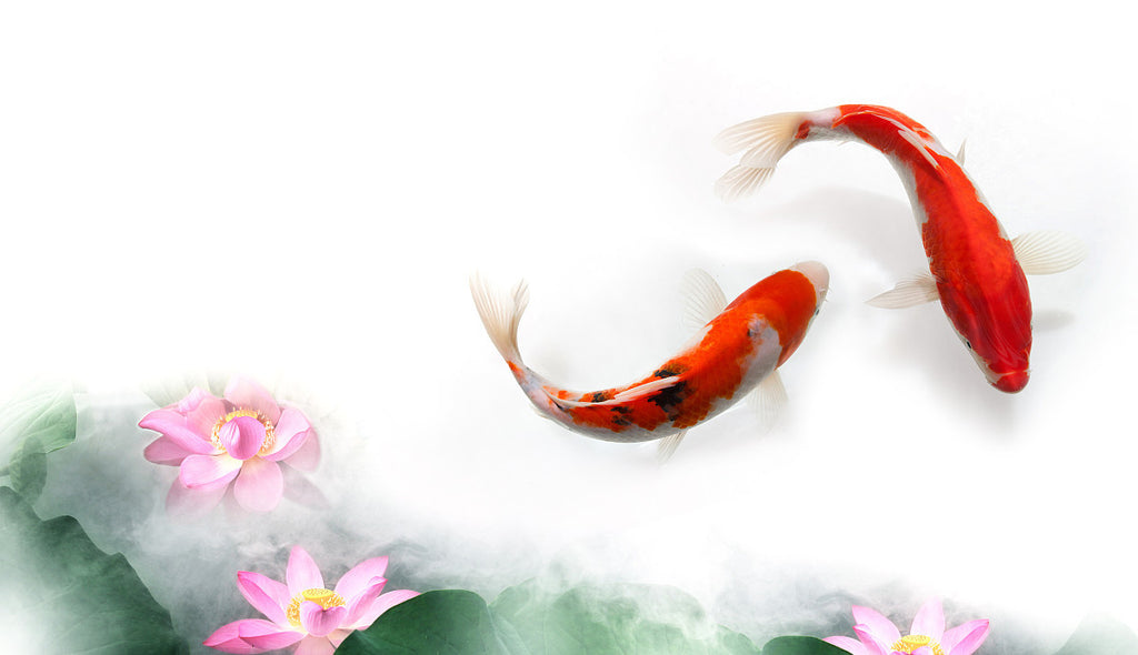 How The Fish Plays A Powerful Role In Feng Shui